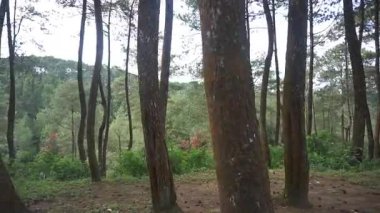 Ormanın doğal manzarası. Büyük, uzun çam ağaçları.