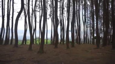 Karacak Valey Garut Endonezya 'da uzun çam ağaçlarına kamp kurarken ormanın doğal manzarası.