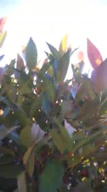 The Natural Beauty of the Hills Sabahın köründe Cikuray Dağı manzaralı