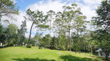 Çam ormanlı yeşil çimenler gün boyunca