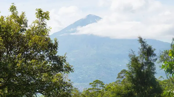 Gündüzleri çam ormanı