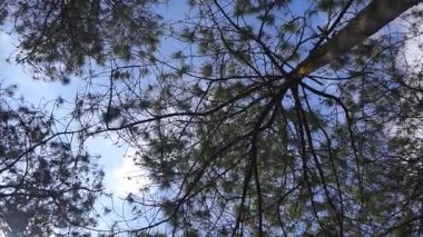 Mavi gökyüzü ve yeşil çam ağacı dalları ile beyaz bulutlar gün boyunca güneşli hava