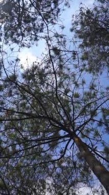 Mavi gökyüzü ve yeşil çam ağacı dalları ile beyaz bulutlar gün boyunca güneşli hava