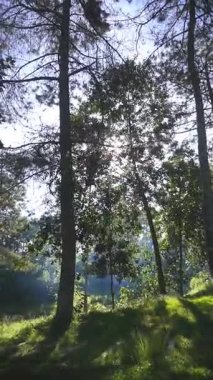 Güzel doğal manzara, güneşin doğduğu sabah atmosferi çam yapraklarının arkasına gizlenmiş parlayan ışığıyla rüzgar tarafından savruluyor.