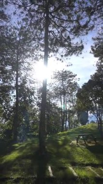 Güzel doğal manzara, güneşin doğduğu sabah atmosferi çam yapraklarının arkasına gizlenmiş parlayan ışığıyla rüzgar tarafından savruluyor.