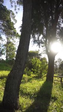 The Natural Beauty of the Hills Sabah Cikuray Dağı manzaralı Pine Trees ile