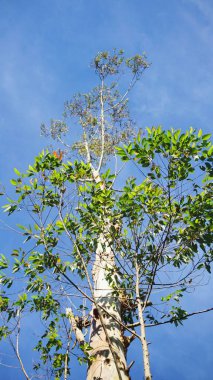 Yüksek okaliptüs ağaçları