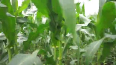 Mısır tarlaları görkemli tepelerde yeşil dallarla görülebilir..