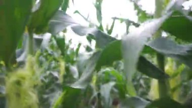 Mısır tarlaları görkemli tepelerde yeşil dallarla görülebilir..