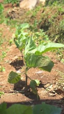 Gün boyunca dağ tepelerinde yeşil tütün tarlası