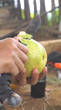 Bir adam kırmızı guava soyuyor ve kesiyor, ya da Latin Psidium guajava 'da, mutfak bıçağıyla..