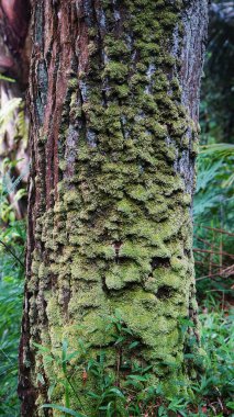 Binlerce yıllık yosunlarla kaplı dev bir çam ağacı gövdesi.