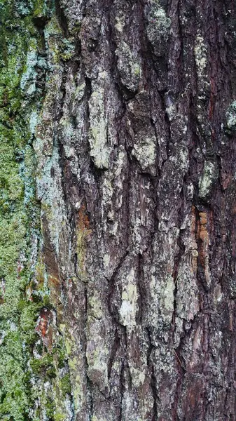 Binlerce yıllık yosunlarla kaplı dev bir çam ağacı gövdesi.