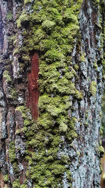 Binlerce yıllık yosunlarla kaplı dev bir çam ağacı gövdesi.