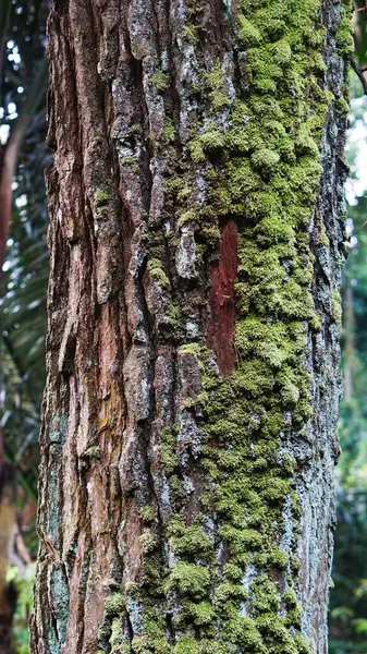 Binlerce yıllık yosunlarla kaplı dev bir çam ağacı gövdesi.