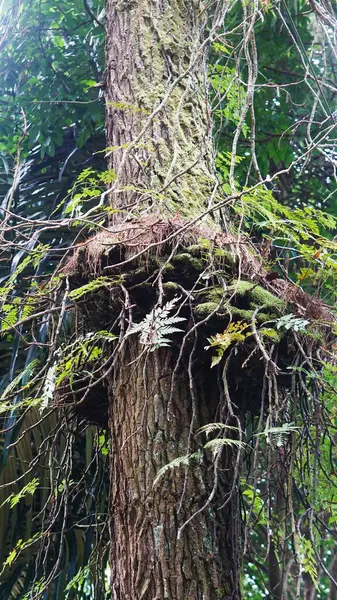 Binlerce yıllık yosunlarla kaplı dev bir çam ağacı gövdesi.