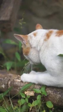 Turuncu ve beyaz kedi, pençelerini tahtaya sürtüyor.