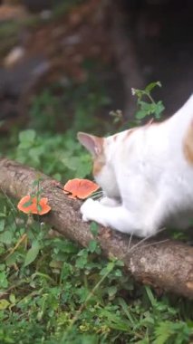 Turuncu ve beyaz kedi, pençelerini tahtaya sürtüyor.