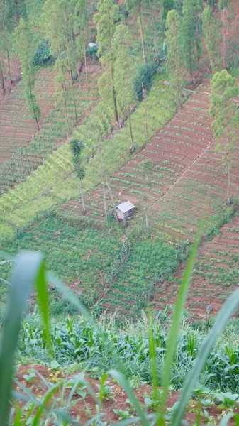Çiftlik tepesindeki ahşap ev.