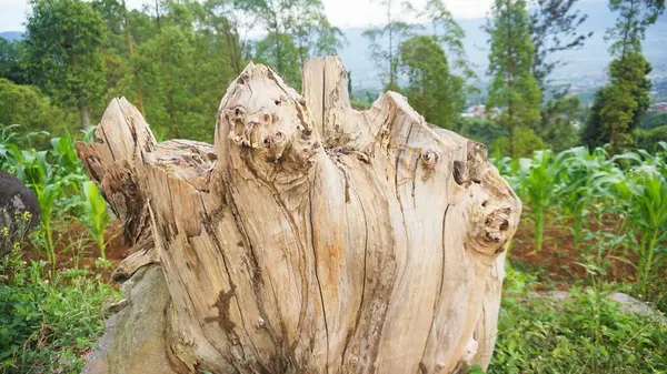 Ormanda kabuğu soyulmuş büyük ağaç kütüğü.
