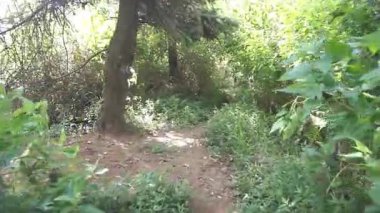 Ormanda büyük ağaçlar ve yeşil çimenler olan bir yolda yürüyorum.