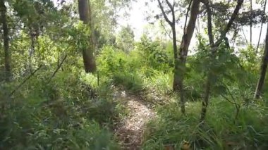 Ormanda büyük ağaçlar ve yeşil çimenler olan bir yolda yürüyorum.