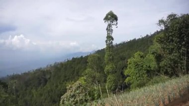 Ormanda büyük ağaçlar ve yeşil çimenler olan bir yolda yürüyorum.