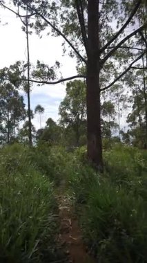 Ormanda büyük ağaçlar ve yeşil çimenler olan bir yolda yürüyorum.