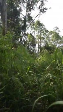 Ormanda büyük ağaçlar ve yeşil çimenler olan bir yolda yürüyorum.