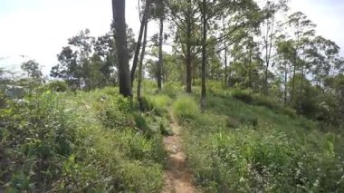 Ormanda büyük ağaçlar ve yeşil çimenler olan bir yolda yürüyorum.