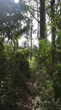 Ormanda büyük ağaçlar ve yeşil çimenler olan bir yolda yürüyorum.