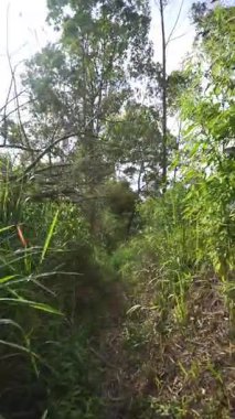 Ormanda büyük ağaçlar ve yeşil çimenler olan bir yolda yürüyorum.