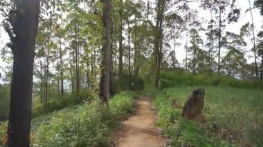 Ormanda büyük ağaçlar ve yeşil çimenler olan bir yolda yürüyorum.