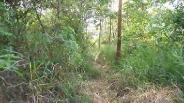 Ormanda büyük ağaçlar ve yeşil çimenler olan bir yolda yürüyorum.