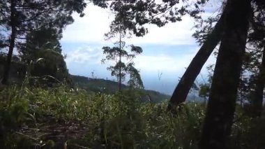 Ormanda büyük ağaçlar ve yeşil çimenler olan bir yolda yürüyorum.