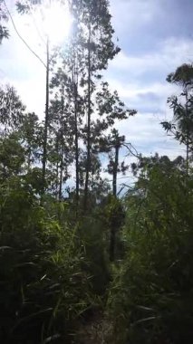 Ormanda büyük ağaçlar ve yeşil çimenler olan bir yolda yürüyorum.