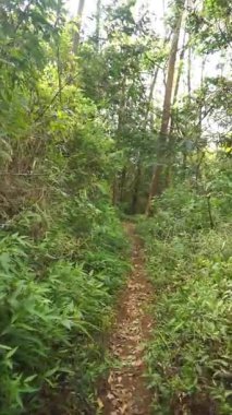 Ormanda büyük ağaçlar ve yeşil çimenler olan bir yolda yürüyorum.