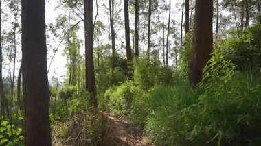 Ormanda büyük ağaçlar ve yeşil çimenler olan bir yolda yürüyorum.