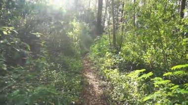 Ormanda büyük ağaçlar ve yeşil çimenler olan bir yolda yürüyorum.