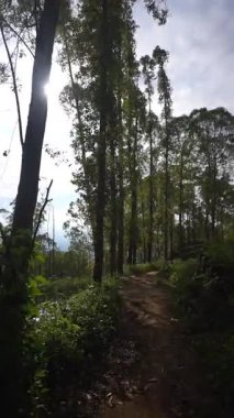 Ormanda büyük ağaçlar ve yeşil çimenler olan bir yolda yürüyorum.