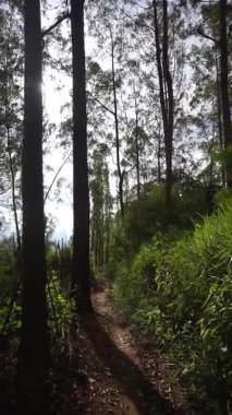 Ormanda büyük ağaçlar ve yeşil çimenler olan bir yolda yürüyorum.