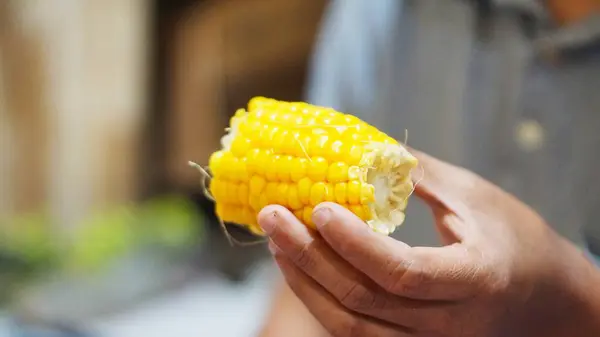 Olgun ve sarı renkli koçandaki tatlı mısır bir adam tarafından yeniliyor..