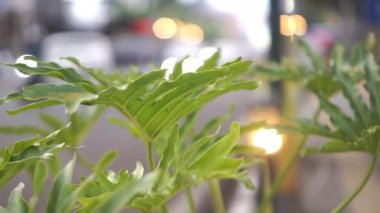 Şehir trafiği hızla ilerlerken, yol kenarında güçlü bir yeşil saksı bitkisi duruyor.