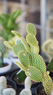 Bahçede sergilenen çeşitli küçük kaktüs bitkileri ev bahçelerinde çöl bitkilerinin güzelliğini gözler önüne seriyor..