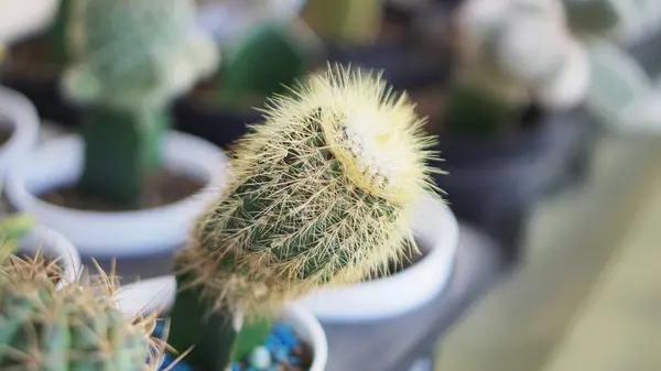Bahçede sergilenen çeşitli küçük kaktüs bitkileri ev bahçelerinde çöl bitkilerinin güzelliğini gözler önüne seriyor..