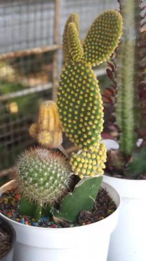 Bahçede sergilenen çeşitli küçük kaktüs bitkileri ev bahçelerinde çöl bitkilerinin güzelliğini gözler önüne seriyor..