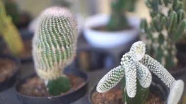 Bahçede sergilenen çeşitli küçük kaktüs bitkileri ev bahçelerinde çöl bitkilerinin güzelliğini gözler önüne seriyor..