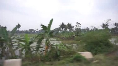 Bereketli yeşil pirinç tarlaları sakin bulutlu bir gökyüzünün altında palmiye ağaçlarıyla çevrili..