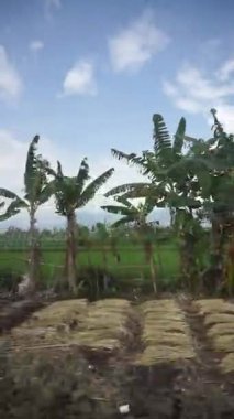 Bereketli pirinç tarlalarının ve uzak tepelerin bulunduğu tropik tarım arazisi.