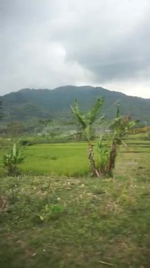 Bereketli pirinç tarlalarının ve uzak tepelerin bulunduğu tropik tarım arazisi.